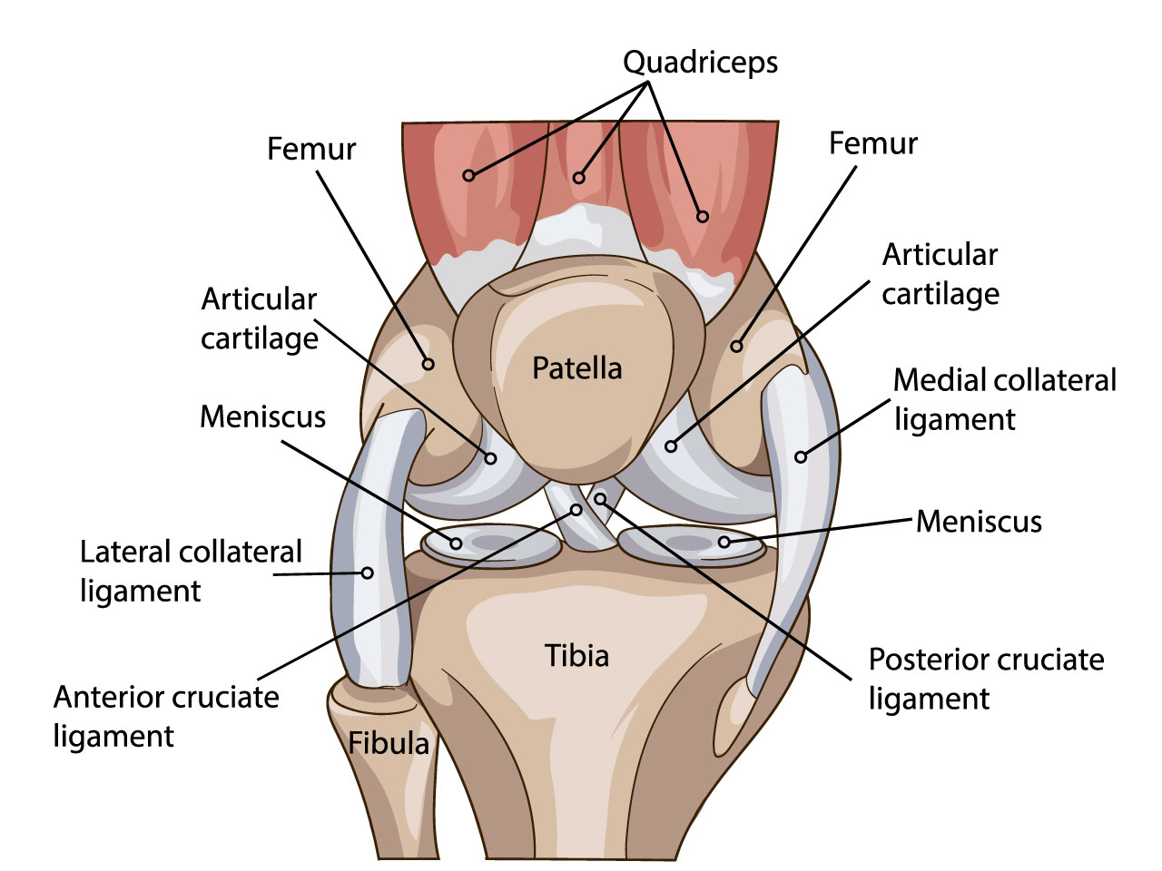 膝関節の説明図