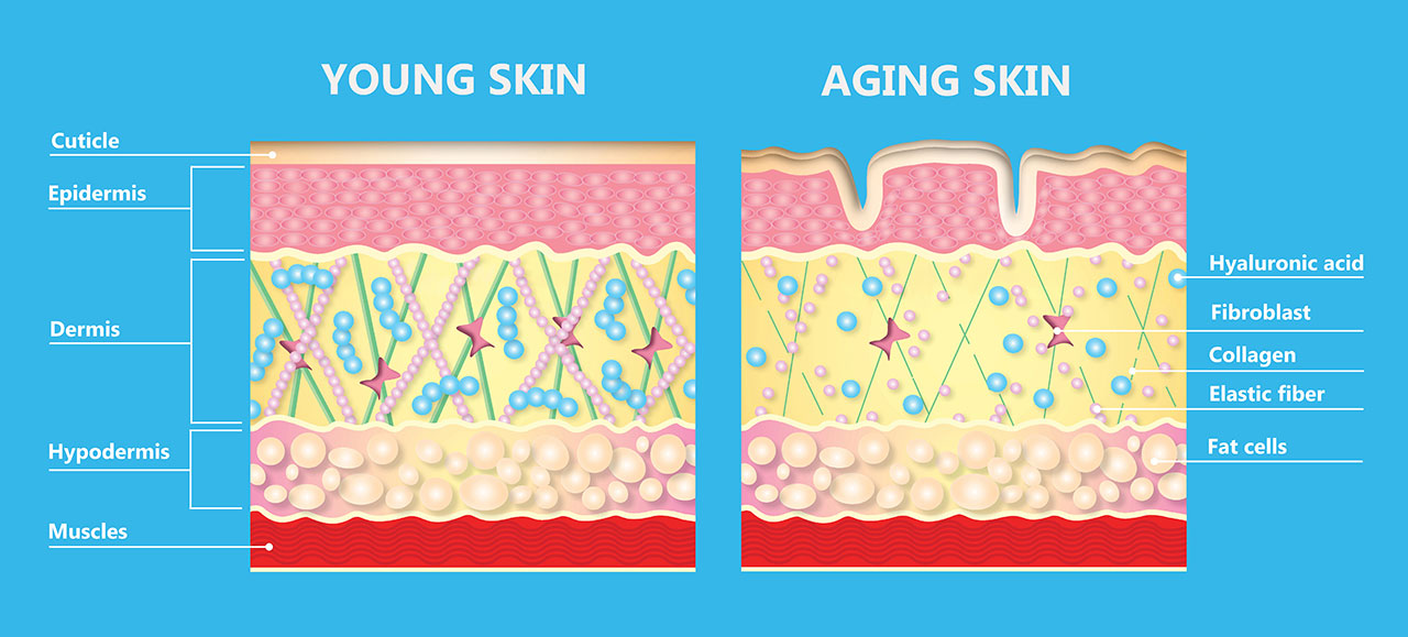 皮膚の断面・構造図
