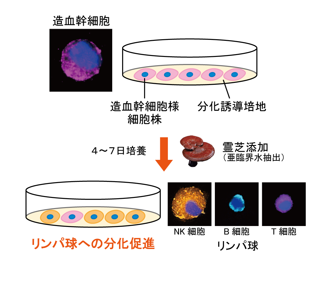 日本メナード化粧品、造血幹細胞からリンパ球を生み出す能力を高める技術を開発！