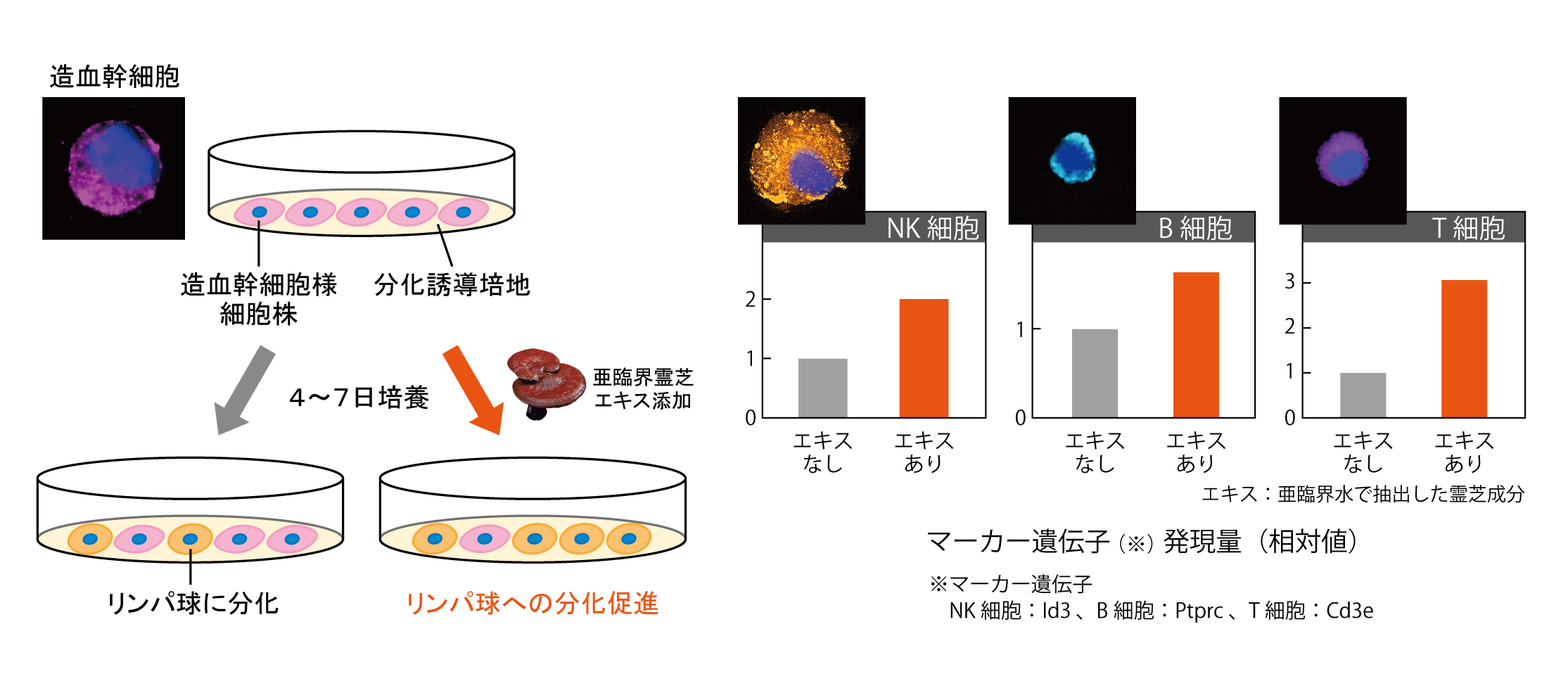 日本メナード化粧品、造血幹細胞からリンパ球を生み出す能力を高める技術を開発！
